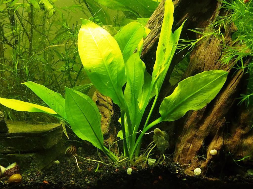 Широколистные аквариумные растения фото и названия описание