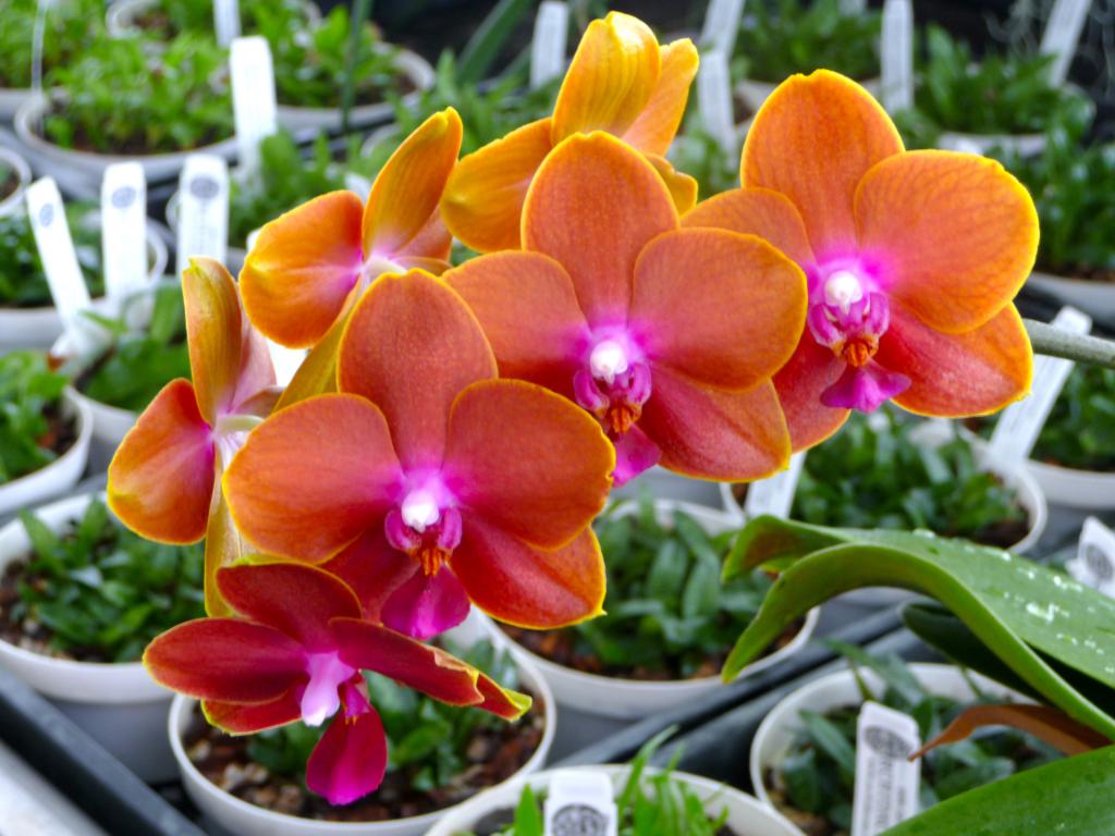 Орхидеи необычных цветов фото