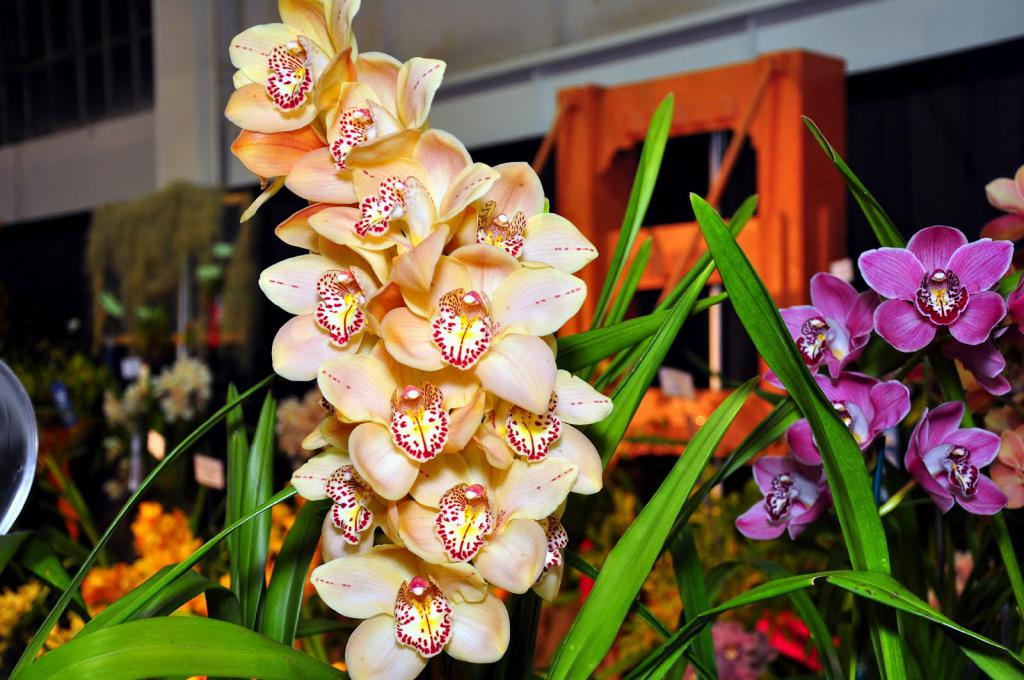 Необычная орхидея описание