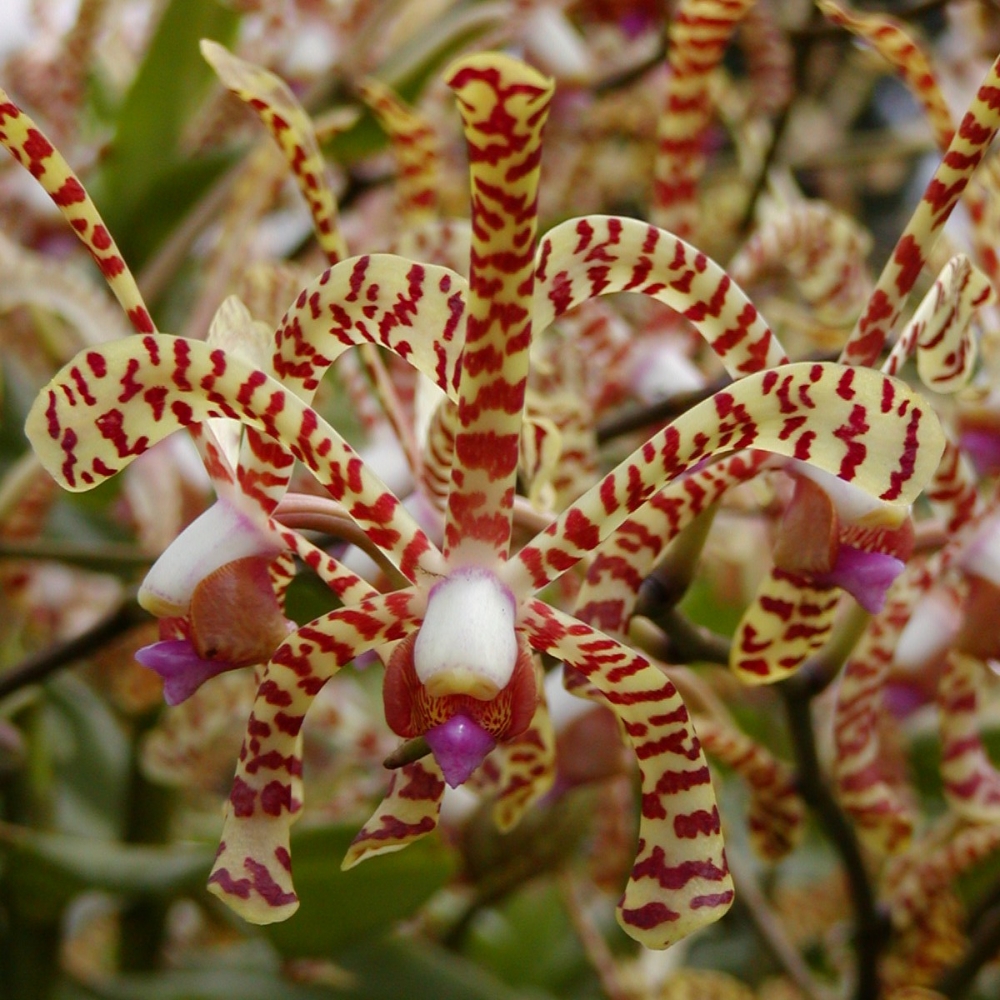 Необычная орхидея описание