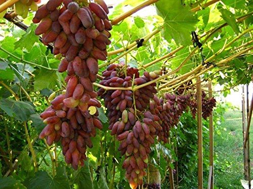 Characteristic grape manicure finger