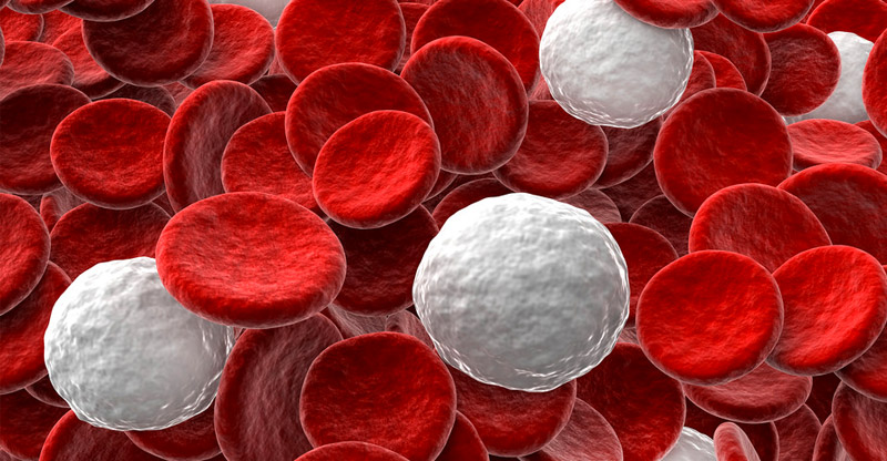лейкоциты в крови беременной