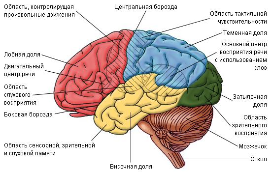 Извилины мозга картинки