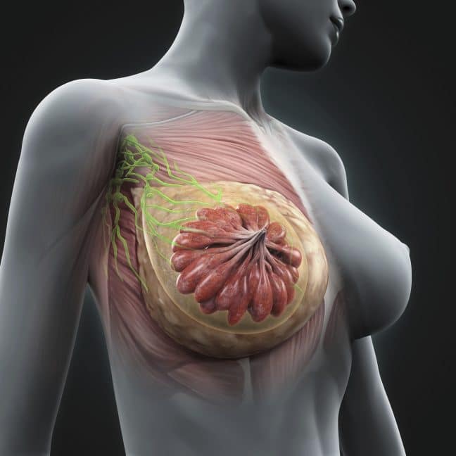 breast structure