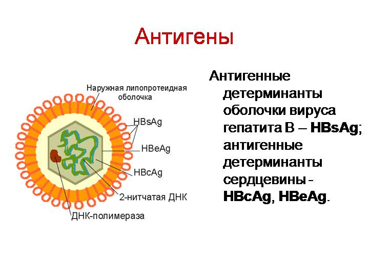 Вирусный гепатит антиген. Вирус гепатита б антигенная структура. Антигенная структура вируса гепатита в. HBS антиген вируса гепатита в. Вирусный гепатит с антигенная структура.