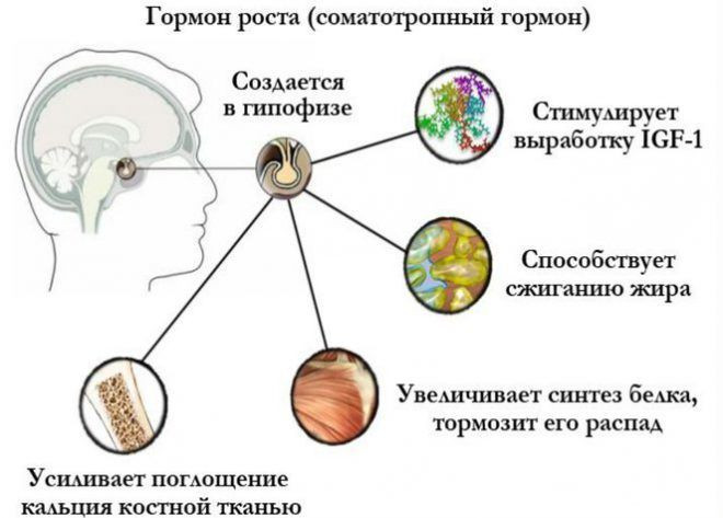 гормон роста соматотропин