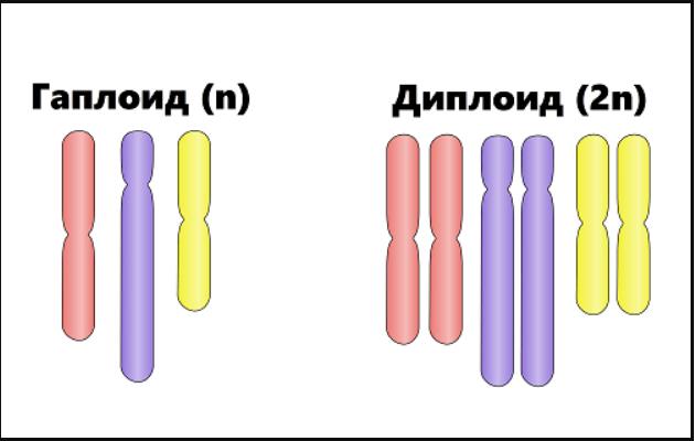 Что такое диплоидный набор?