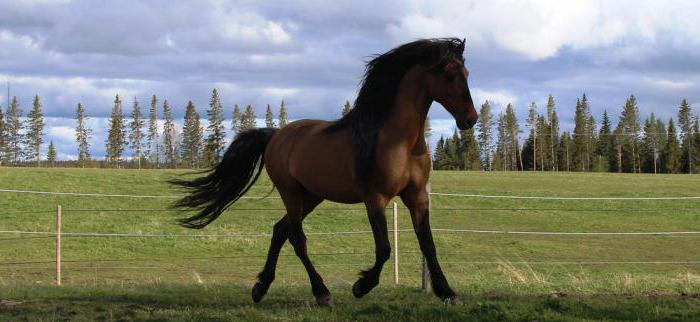 Кигер-мустанг лошадь