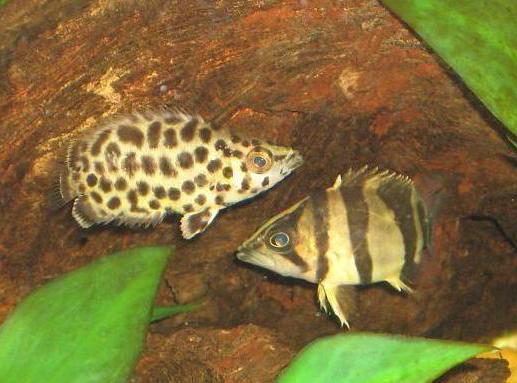 Ktenopoma leopard breeding