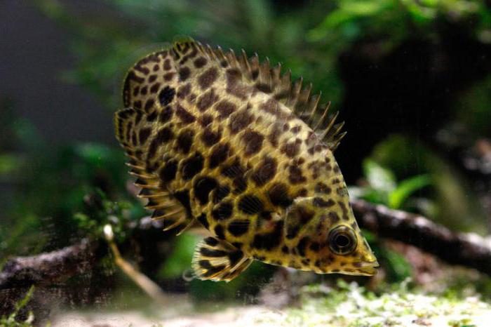 Leopard xenopoma, size in the aquarium