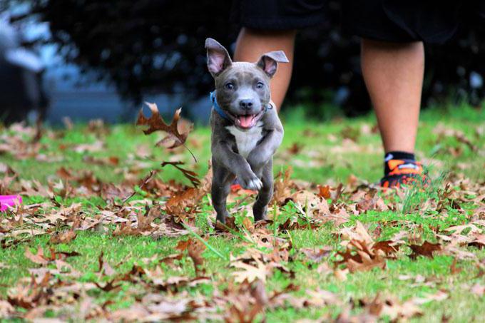 Names for Pit Bull Boys Dogs