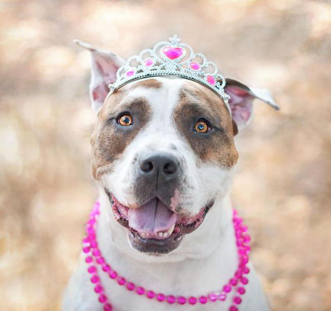 Names for Pit Bull Dogs for Girls