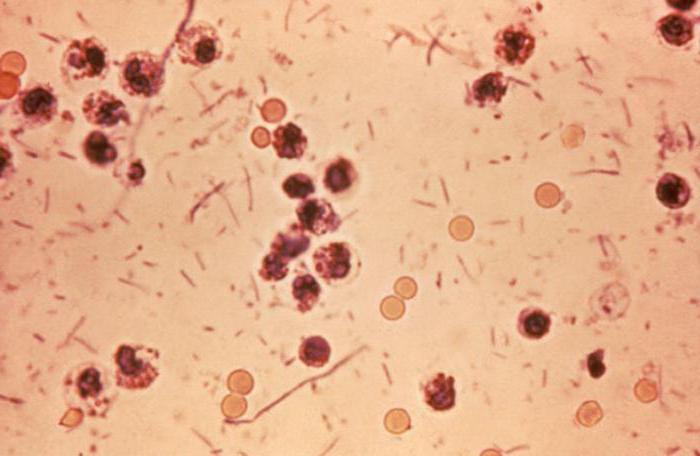 патогенных бактерий