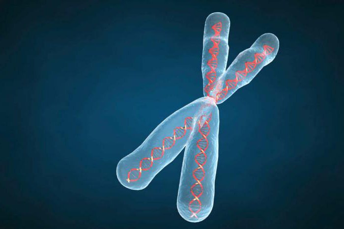 химический состав хромосомы
