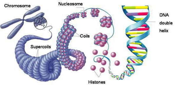 хромосомы состав функции