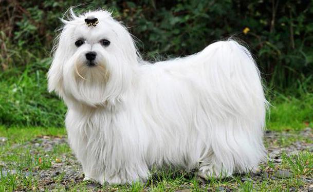 maltese haircut