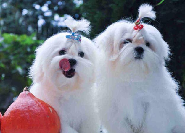 dog grooming maltese