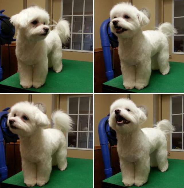 haircut maltese "under the puppy"