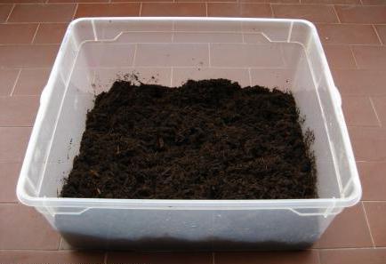 soil for snails Achatina