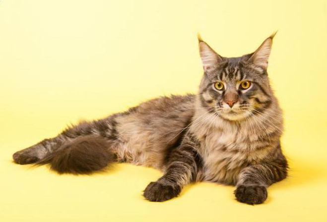 contraceptives for maine coon cat