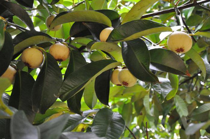 фрукт мангустин полезные свойства и опасные