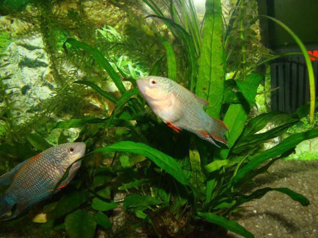 macropod aquarium fish