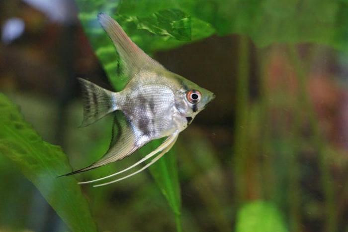 рыбки скалярии как отличить самку от самца