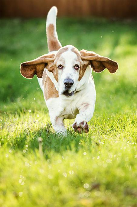 australian kangaroo grayhound