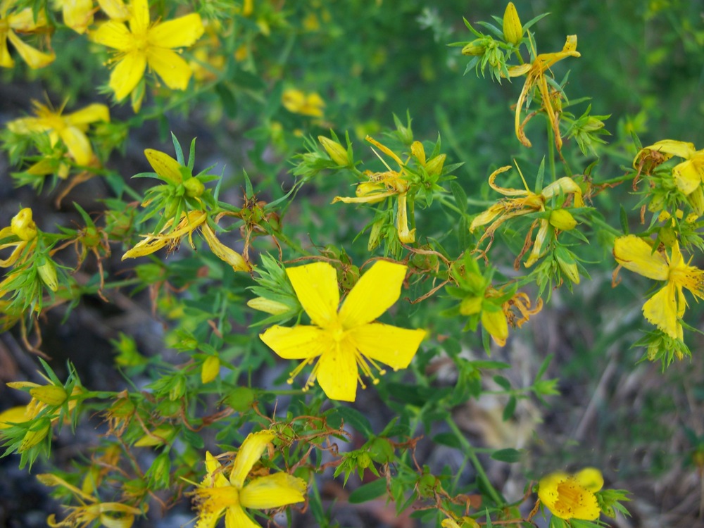 St. John's wort treatment