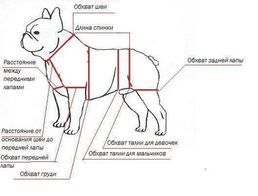 выкройка комбинезона для собак