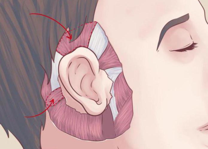 ear muscles