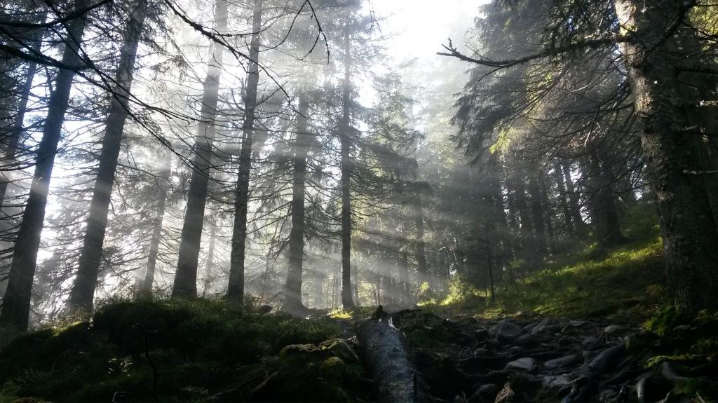 Норвежский лес фото