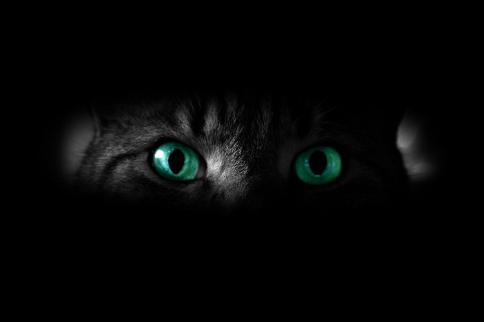Какое у кошки зрение цветное или черно белое thumbnail