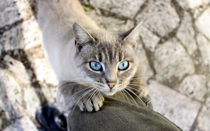 кошка с зелеными глазами