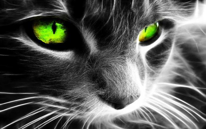 Какое зрение у кошек цветное или нет thumbnail