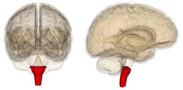 продолговатый мозг анатомия