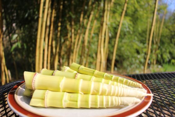 bamboo shoots for the kitchen