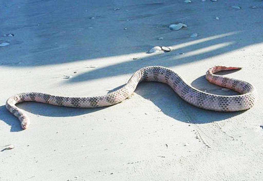 морская змея Дюбуа