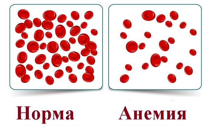 красные тельца крови