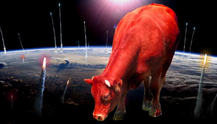красная корова на планете