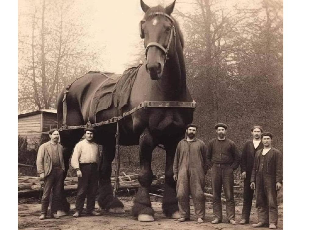 самый большой конь в мире за всю историю человечества 1