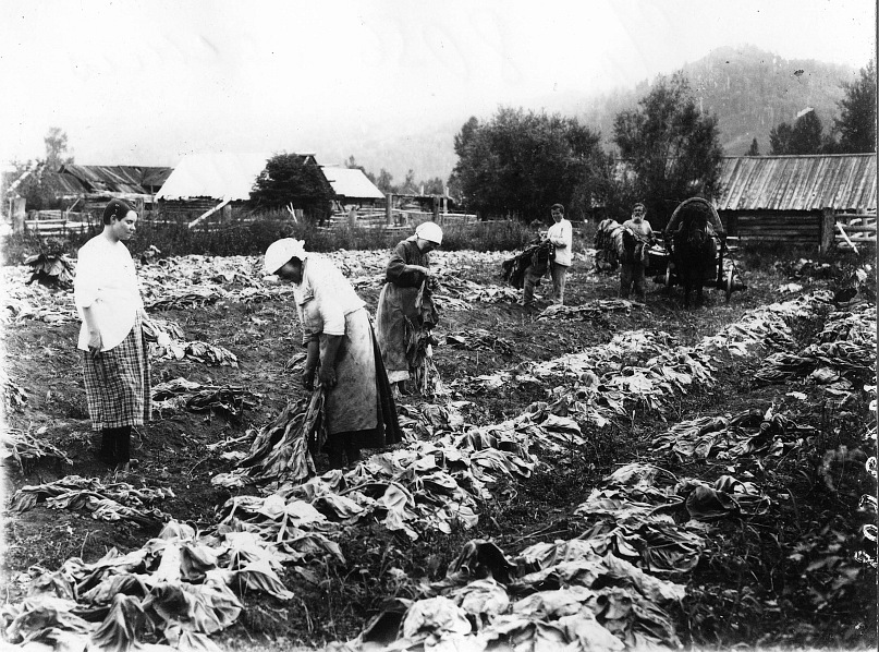 труд крестьян в поле