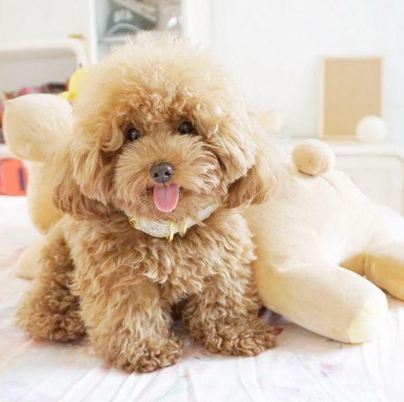 plush dog toy