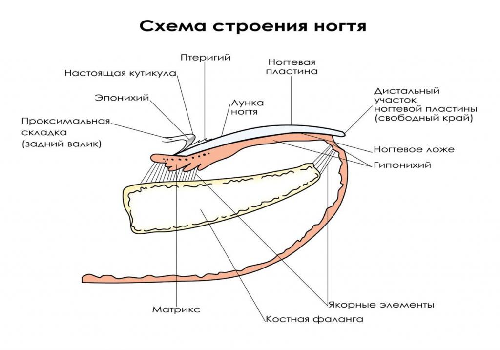 Схема строения ногтя