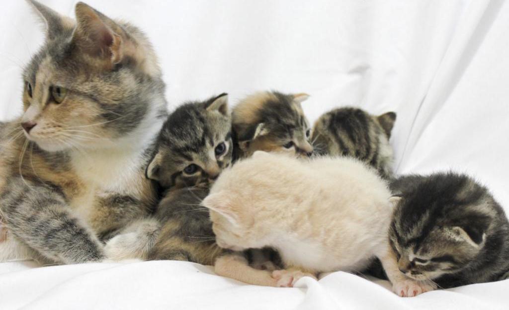 Kittens with mom