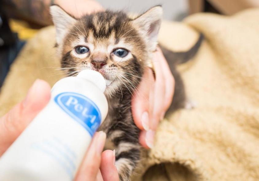 Feeding kitten