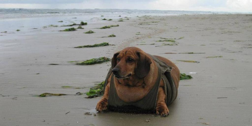 Obi on the beach