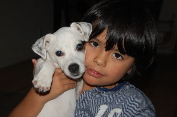 Boy and Jack Russell Terrier