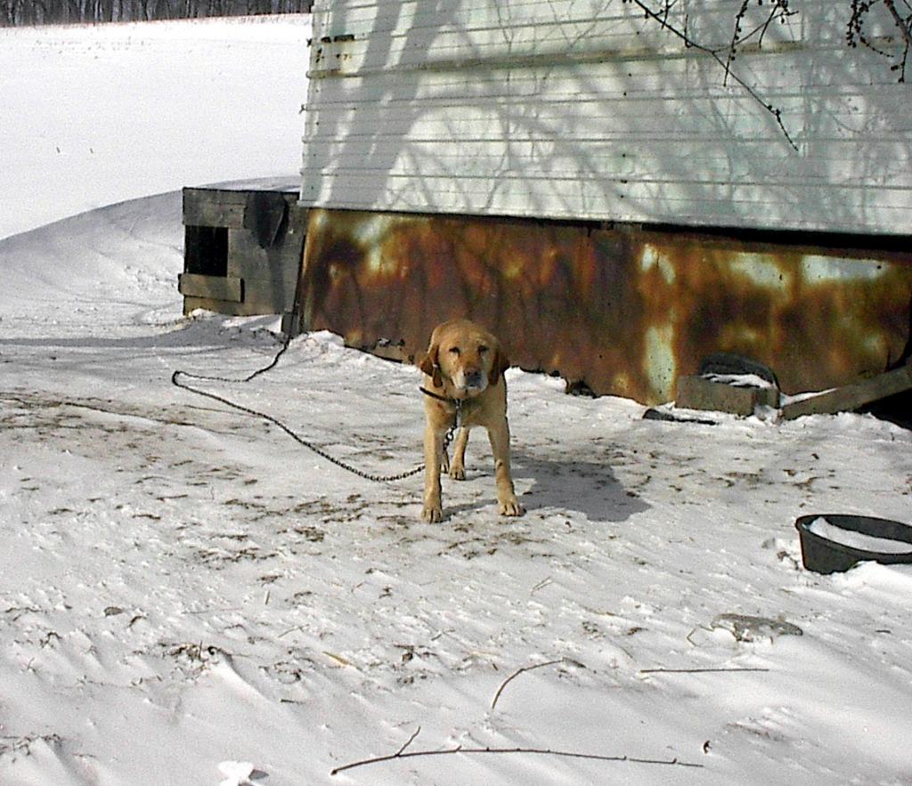 Dog on a chain