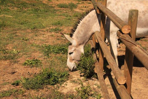 Donkey in the paddock